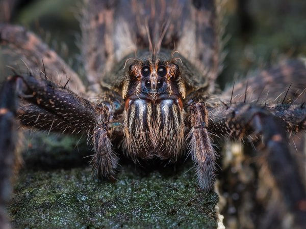 Tout savoir sur la mygale provençale et son habitat fascinant